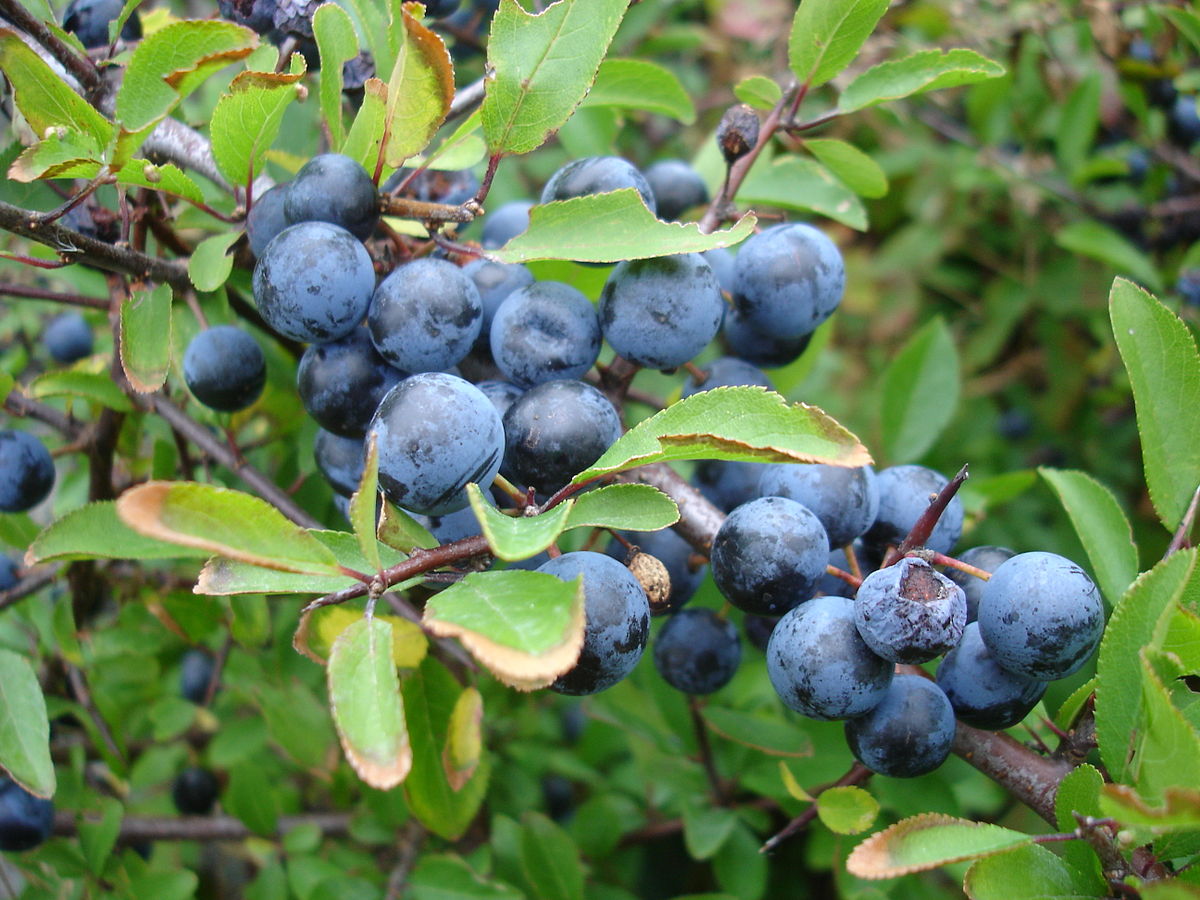 1200px-Closeup_of_blackthorn_aka_sloe_aka_prunus_spinosa_sweden_20050924.jpg