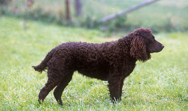 americian water spaniel.jpg