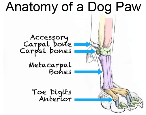 anatomy-of-a-dog-paw-1.png