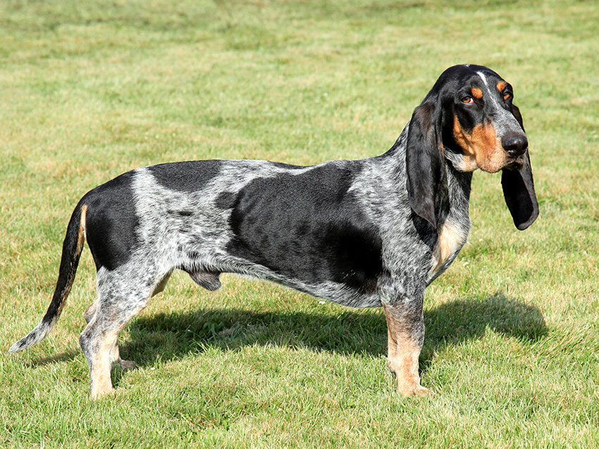 basset bleu.jpg