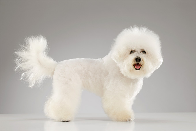 bichon frise.jpg