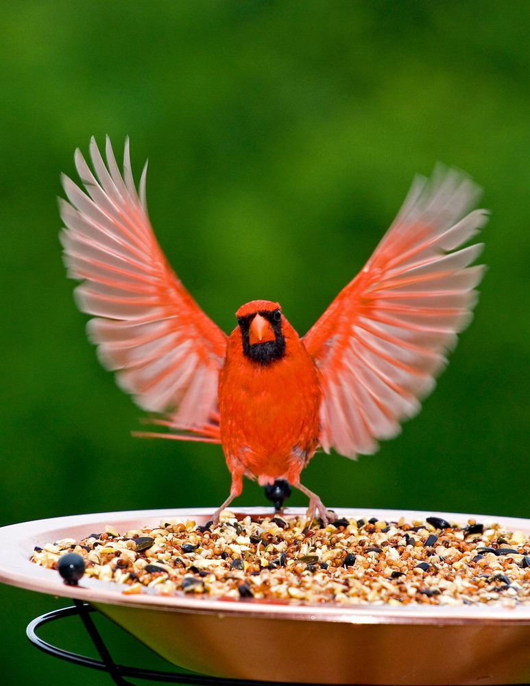 bird on feeder.jpg