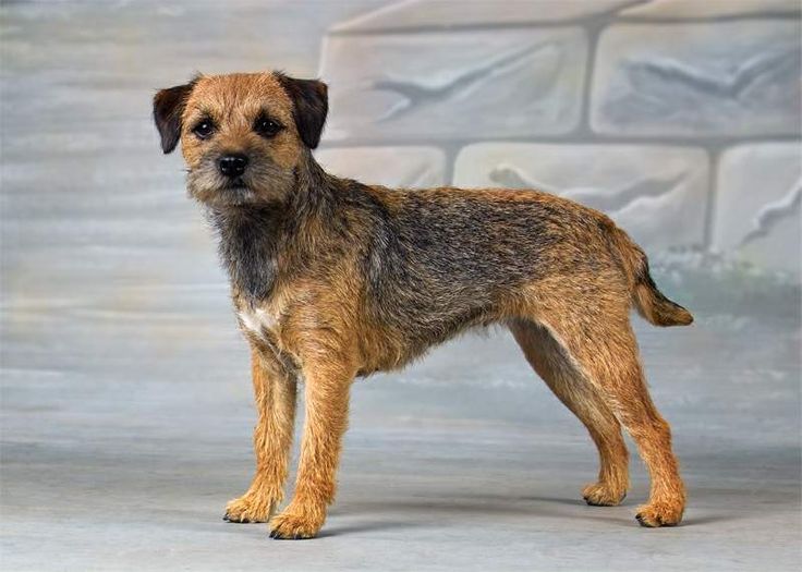 boarder terrier.jpg