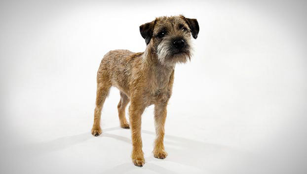 border-terrier.jpg