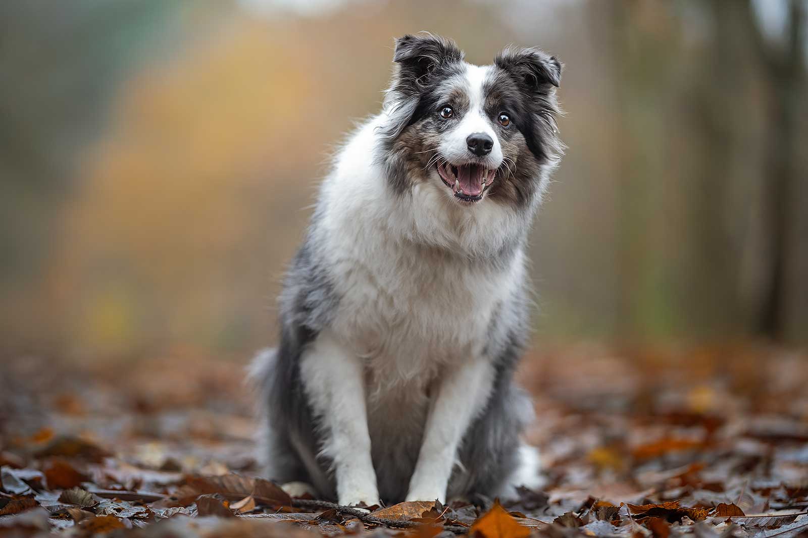 bordercolliepebble472.jpg