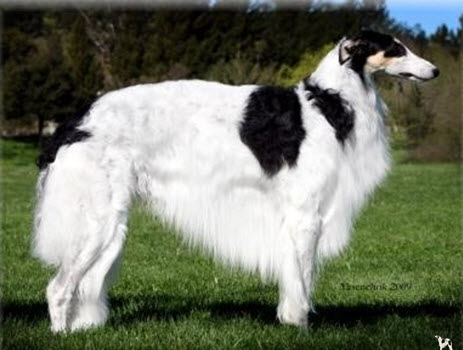 borzoi-08.jpg