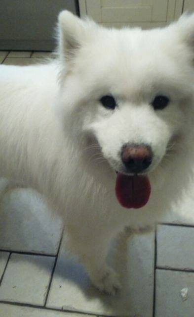 charlie-samoyed.jpg