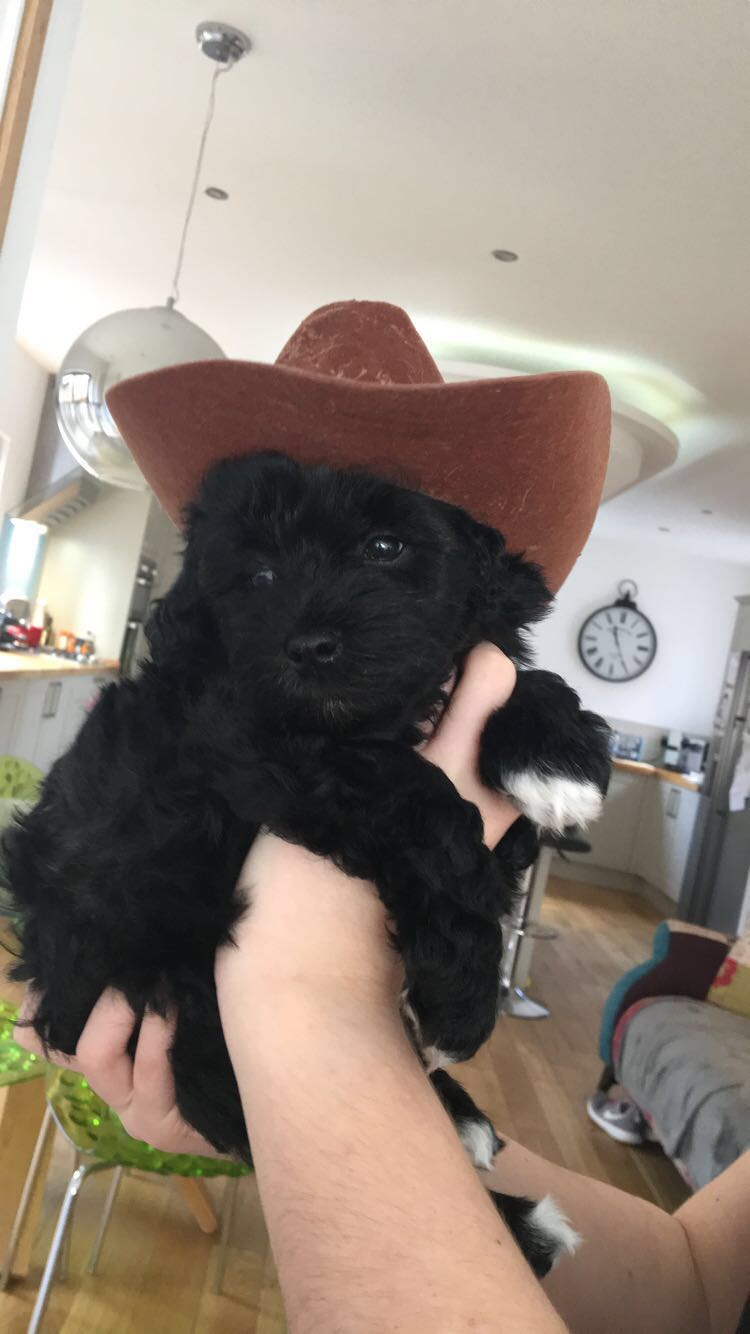 CowGirl Doris.JPG