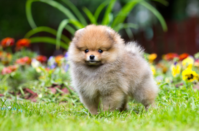 cutest-dog-breeds-main.jpg