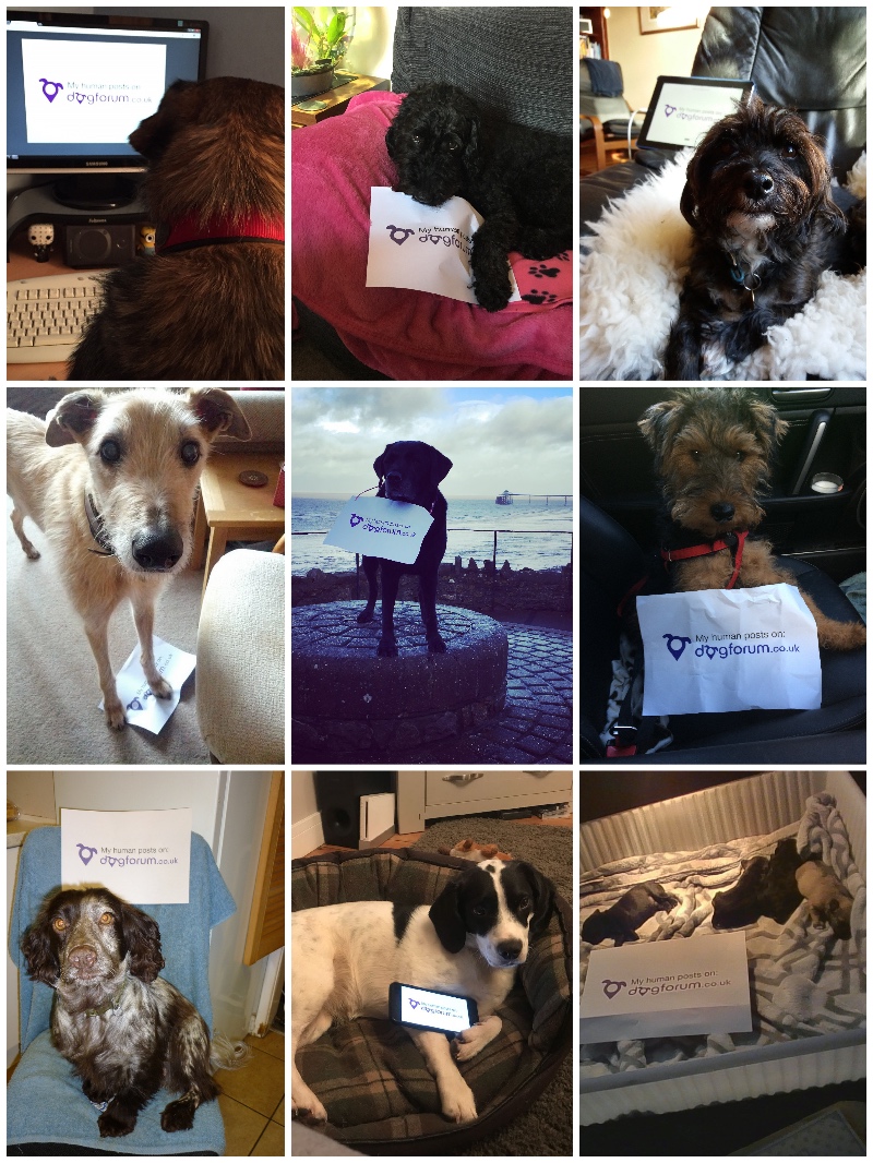 dogforumuk collage.jpg