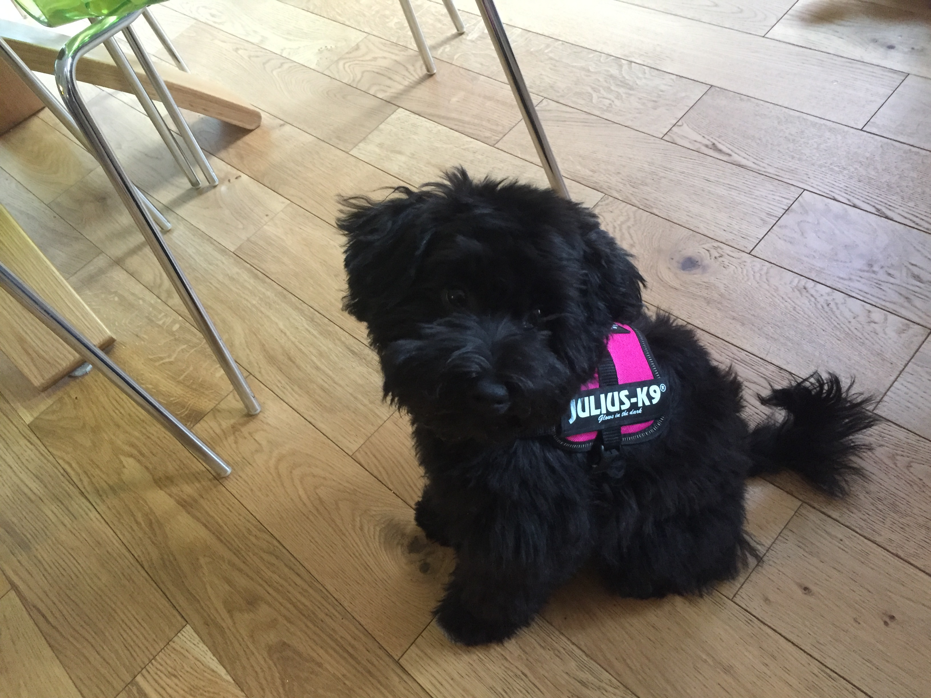 Doris K9 harness.JPG