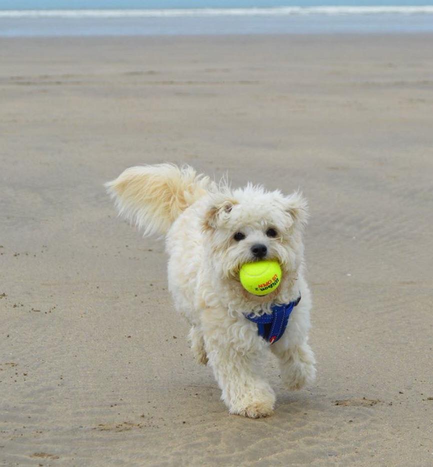 Dudley playing ball.jpg