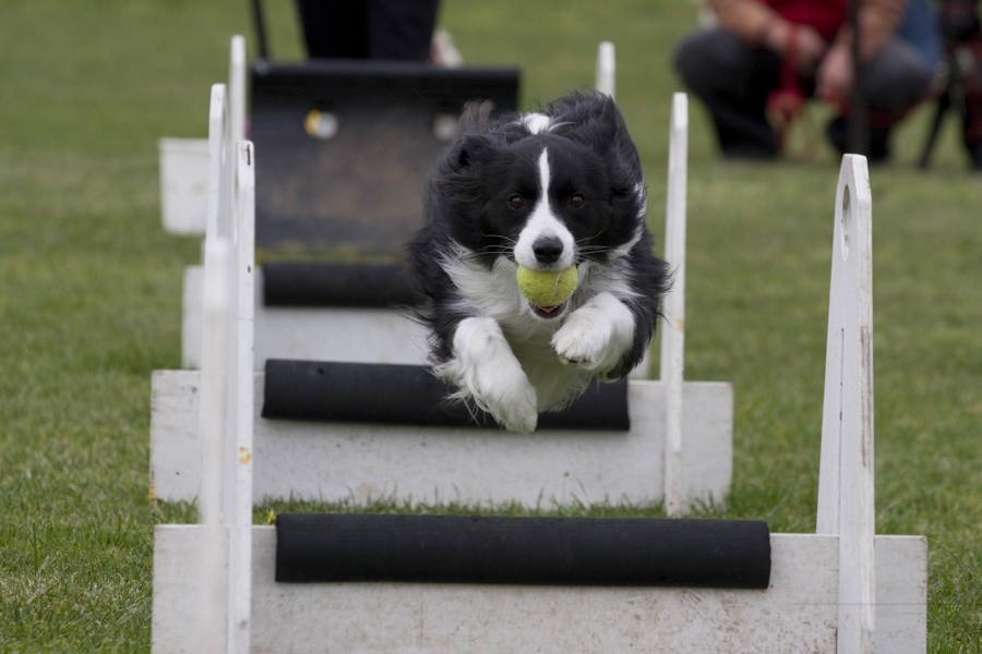 flyball1.jpg