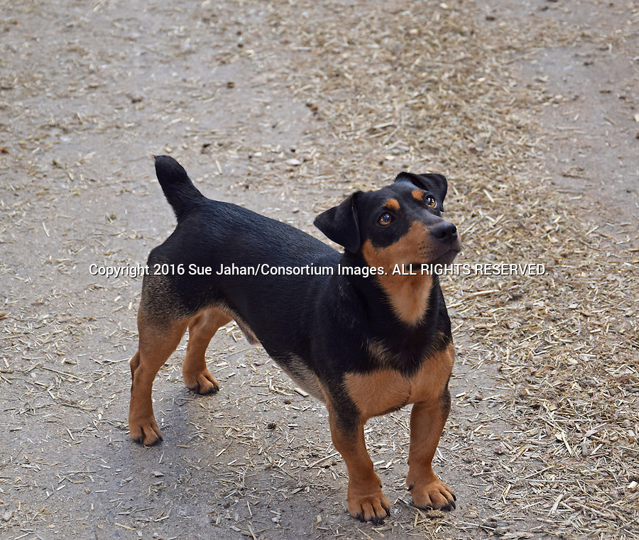 Irish-Black-and-Tan-Jack-Russell-Terrier-sj.jpg