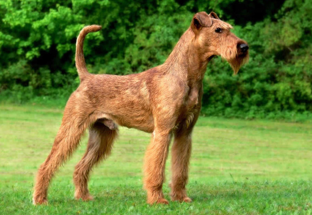 irish-terrier-640x441.jpg