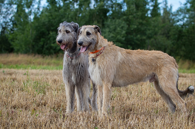 irish-wolfhound1.jpg