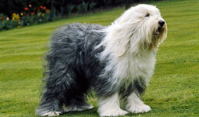 old-english-sheepdog-wallpaper-20.jpg