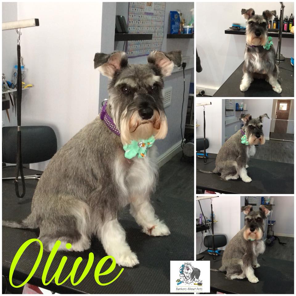 Olive haircut.jpg