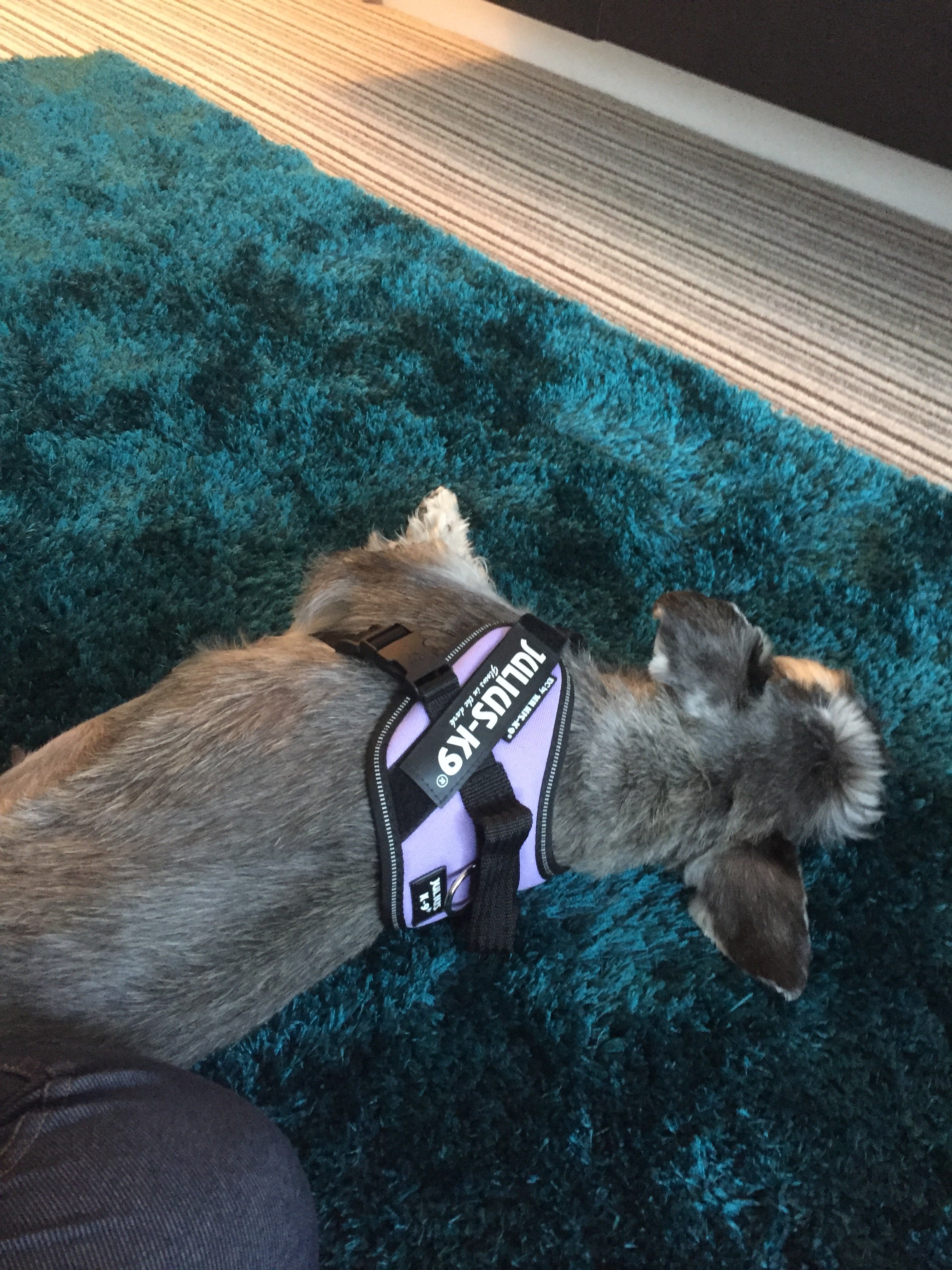 Olive K9 harness.JPG