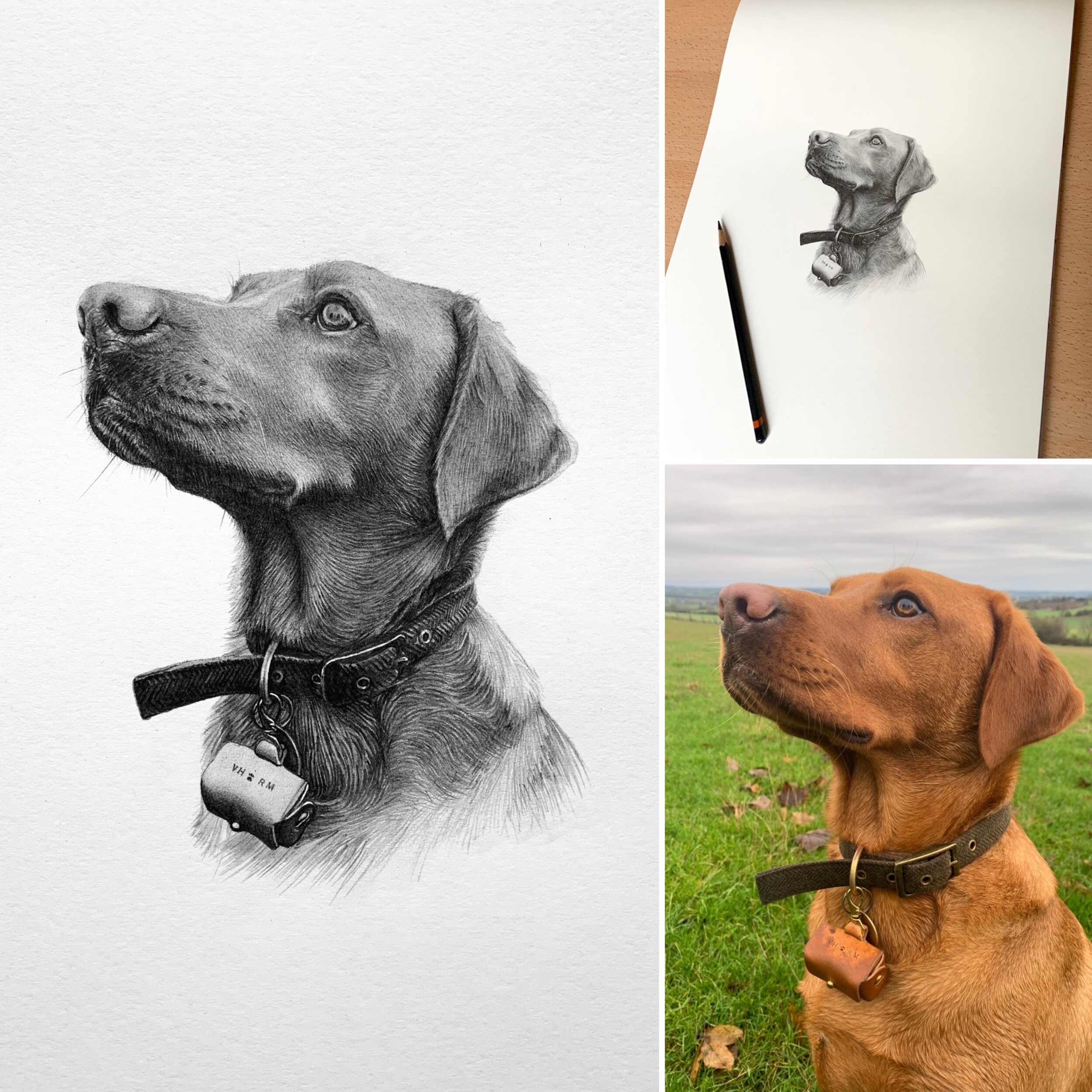 Pencil Pet Portrait From Photos .jpg