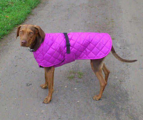 quilted-dog-coat.jpg