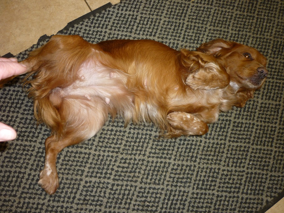 RESIZED SIKA tummy DEC 20117 001.jpg