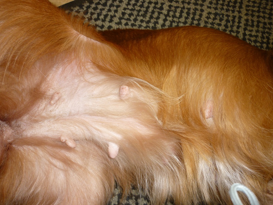 RESIZED SIKA tummy DEC 20117 002.jpg