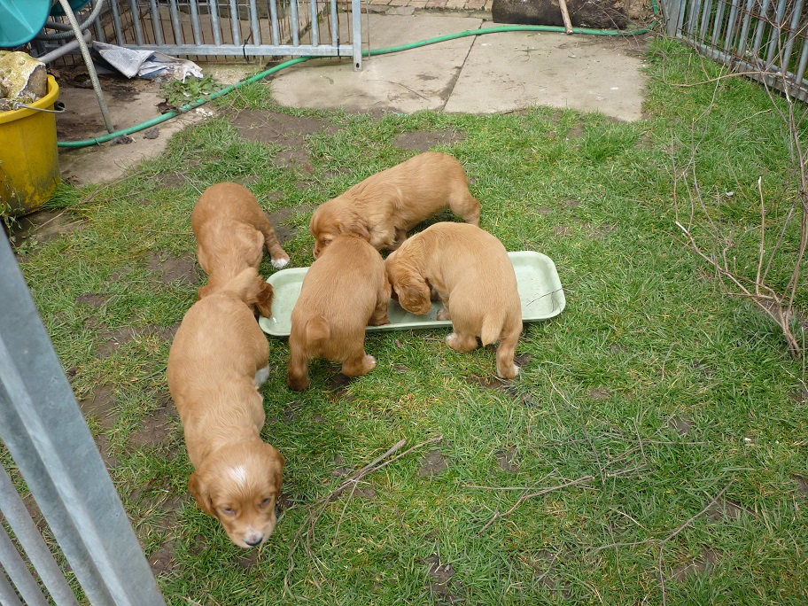 RESIZED SIKA'S puppies 5 weeks 16th March 18 003.jpg