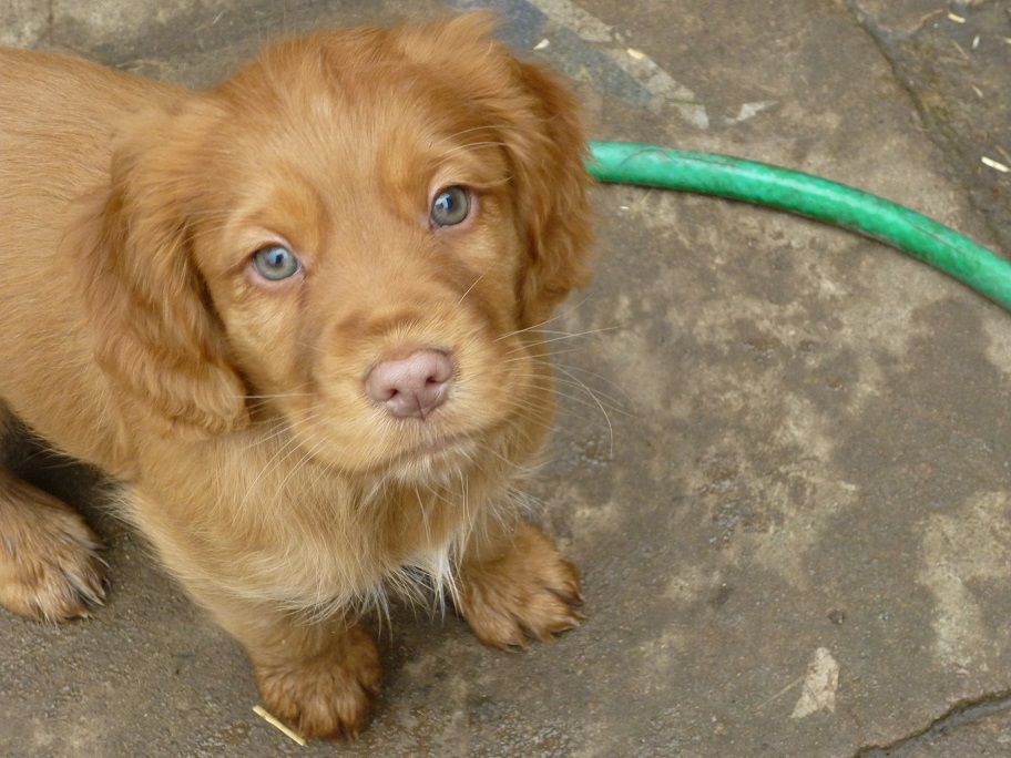 RESIZED SIKA'S puppies 7 weeks 31st March 2018 018.jpg