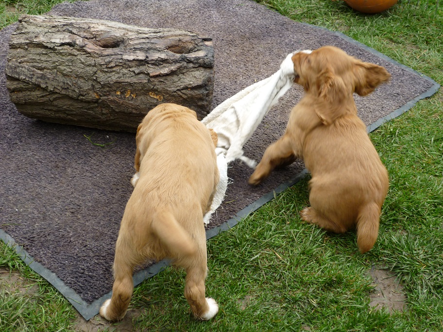 RESIZED SIKA'S puppies 7 weeks 31st March 2018 023.jpg