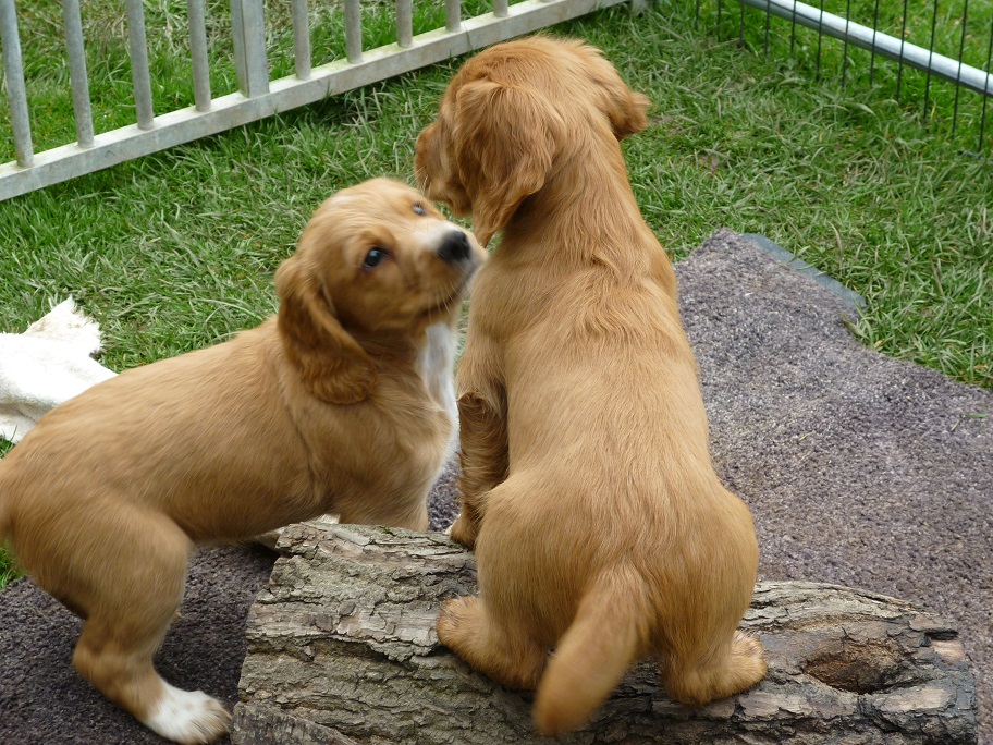 RESIZED SIKA'S puppies 7 weeks 31st March 2018 025.jpg