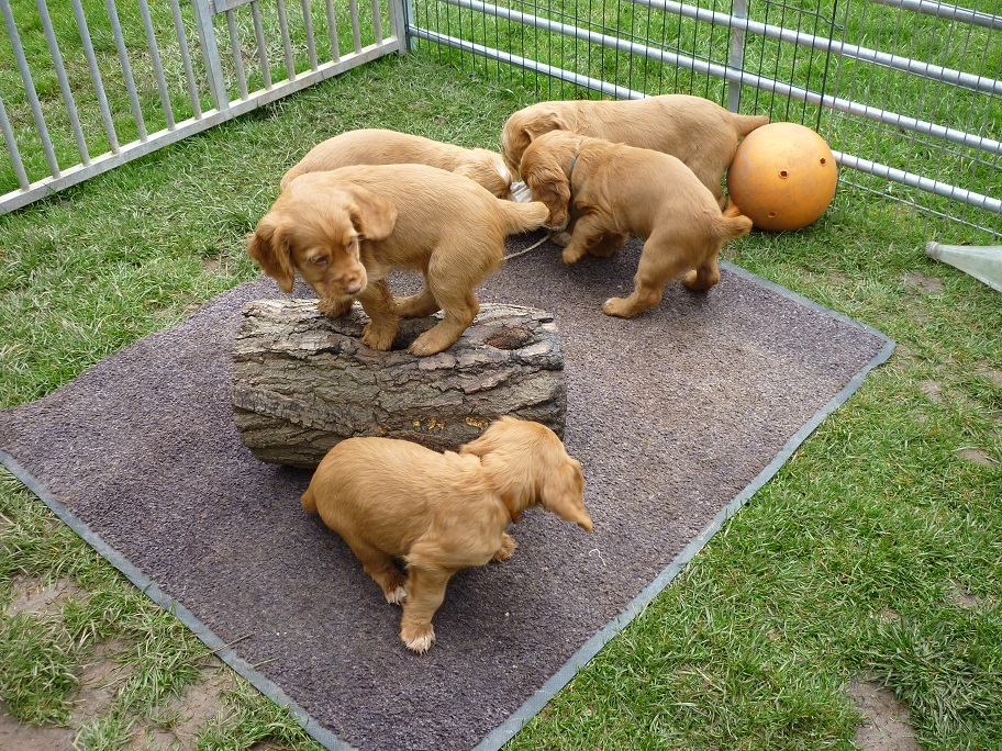 RESIZED SIKA'S puppies 7 weeks 31st March 2018 033.jpg