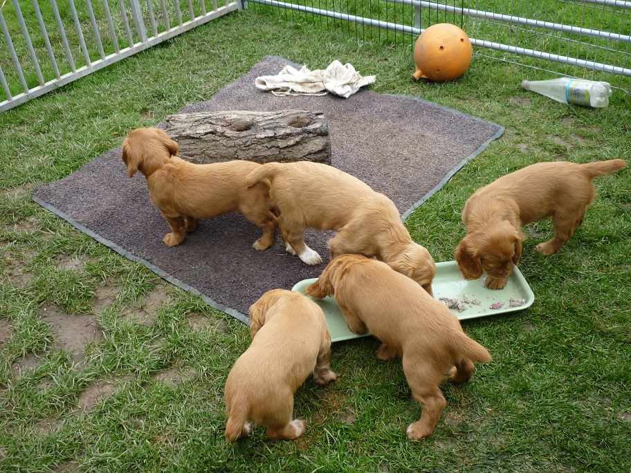 RESIZED SIKA'S puppies 7 weeks 31st March 2018 040.jpg