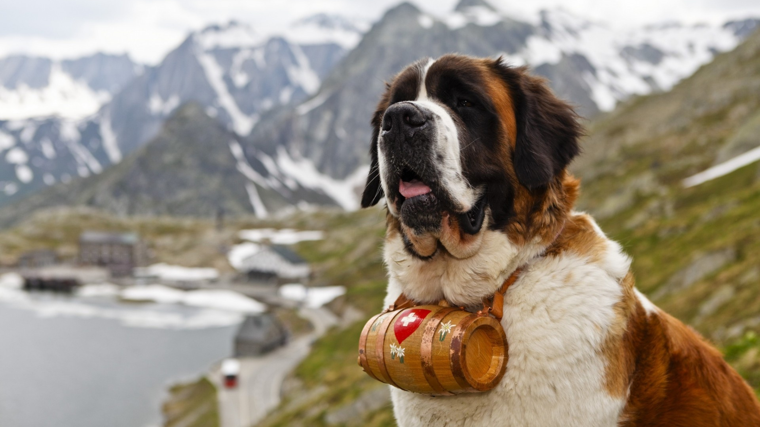 saint_bernard_dog_muzzle_barrel_107785_2560x1440.jpg