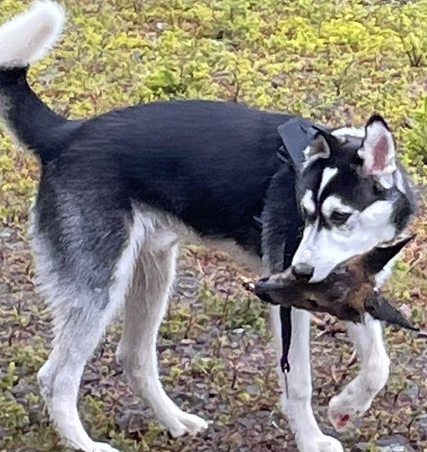 Sitka with deer head.jpg