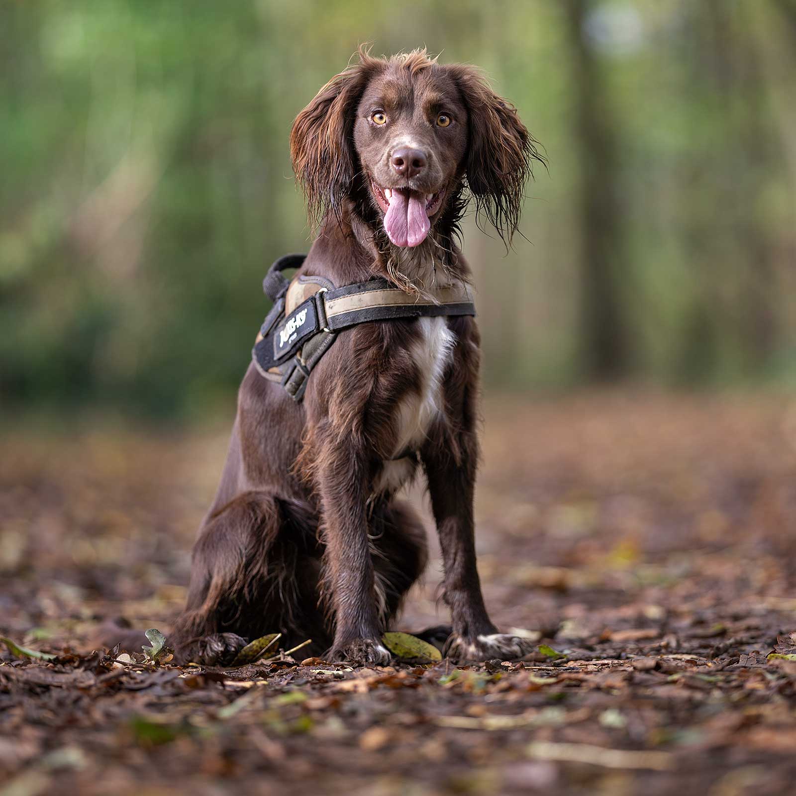 spanielcooper3.jpg