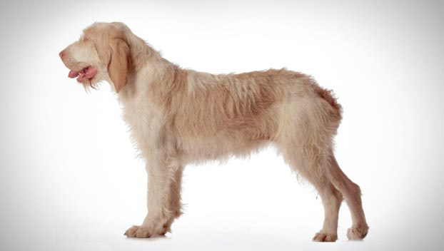 spinone-italiano_01_lg.jpg