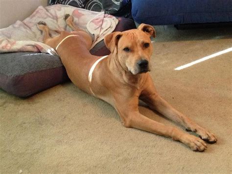 staff cross ridgeback.jpg