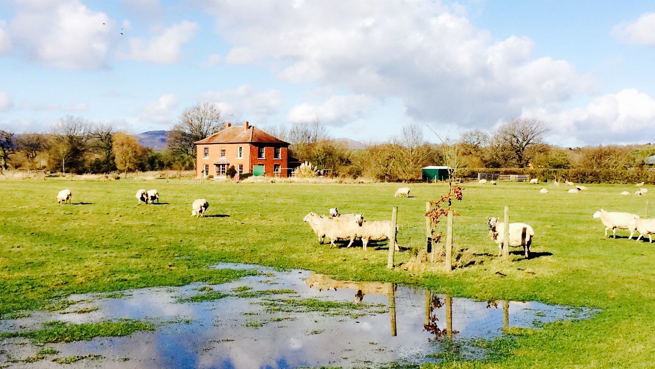 view to house across flooded field from drive.jpg