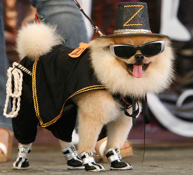 zorro-dog_1746224i.jpg