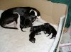 Pups_3.jpg Pups_3.jpg