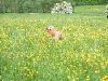 Zephyr_in_buttercups_with_frisbee_5.04.jpg