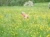 Zephyr_frisbee_buttercups_5.04.jpg