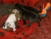 4_weeks_old_008.jpg