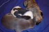 puppies_048.jpg