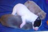 puppies_051.jpg