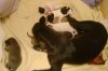 puppies_074.jpg