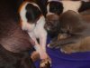 puppies1_019.jpg