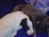 puppies1_035.jpg