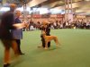 Zephyr_crufts_1st_GC.jpg